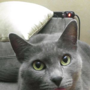 Meet your Posher, Virginia